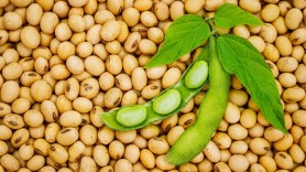 Cât de sănătoasă este soia? Are multe beneficii pentru organism